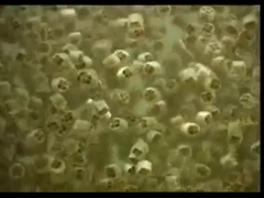 Virgin Media K1 K3 K5 Chất mang màng sinh học Giường di chuyển Lò phản ứng màng sinh học Mbbr37